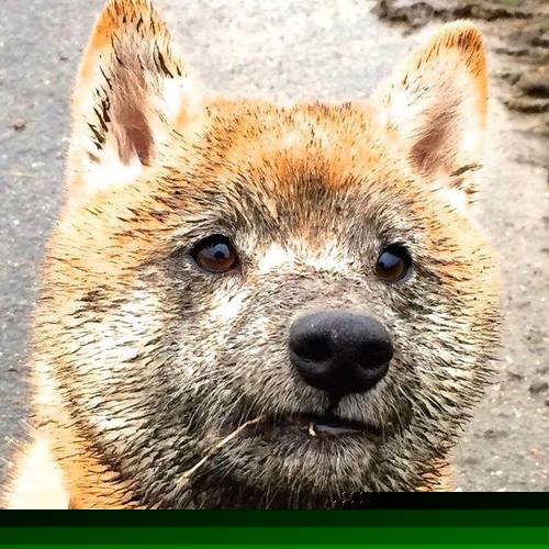 中国香港队在国际乒联混合团体世界杯中的技术亮点与进步，香港乒乓球队百度百科